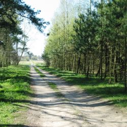 Leśne pejzaże gminy Łubianka